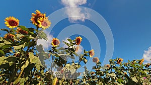 Low angle zoom out view sunflower field in sunny day with clouds pass in clear blue skies. Summer agriculture harvest time-lapse