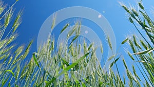 Low anlgle view. Barley field blowing in wind. Green golden wheat field at day. Yellow spikes sway in wind. Beautiful