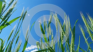 Low anlgle view. Green wheat field. Wheat heads blowing in wind. Agriculture industry. Beautiful blue sky.