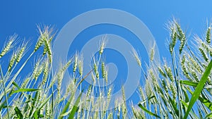 Low anlgle view. Yellow green field of wheat in idyllic nature. Beautiful blue sky. Harvest and harvesting concept