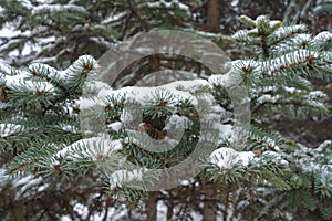 Low branches of spruce covered with snow