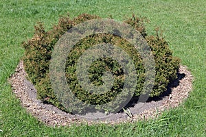 The low bush of a dwarfish coniferous plant