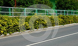 Low cinchona with deep yellow flowers that look large compared to tiny leaves. It blooms in June and continues mostly until Septem