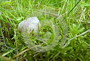 Low Close Up Macro Detail of Roman Snail Shell in Moss and Grass