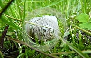 Low Close Up Macro Detail of Roman Snail Shell in Moss and Grass