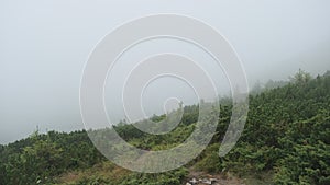 Low Clouds and Fog Slide Down the Mountain Slope in Strong Winds. Carpathians