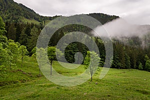 Low clouds over forest and pasture in summer