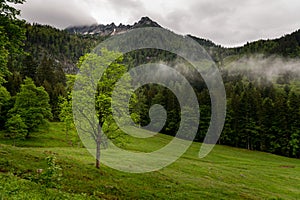 Low clouds over forest and pasture in summer