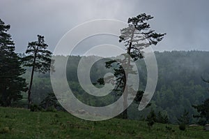 Low clouds over forest in Zlatibor mountain area