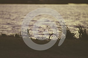 Low contrast analog photo of grass next to a river