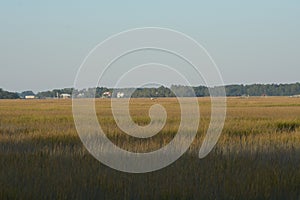 The Low Country is alive with birds and many small animals all making a home in the watery grass land