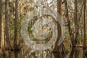 Low Country Cypress Swamp