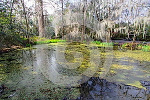 Low Country Landscape With Spanish Moss In South Carolina