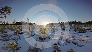 Low flight FPV video above young pine tree plantation covered by fresh snow. Flight towards winter Sunset when Sun is just above