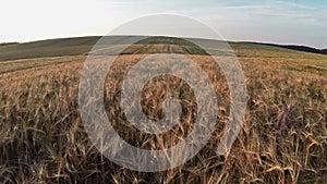 Low flight and takeoff above wheat field, aerial panoramic view.