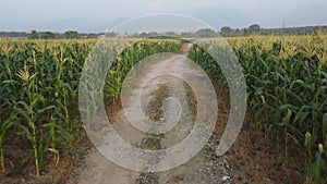 Low flight view of yellow corn field farmland.