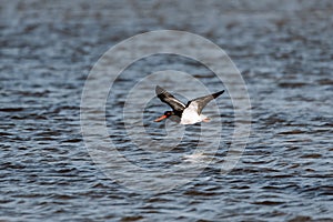 Low flying Australian Pied Oystercatcher. Seen on a Lake in Ulladulla