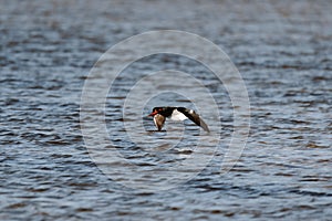 Low flying Australian Pied Oystercatcher. Seen on a Lake in Ulladulla