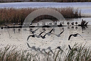 Low flying canadian geese in Minnesota