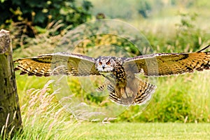 Low Flying Eagle Owl