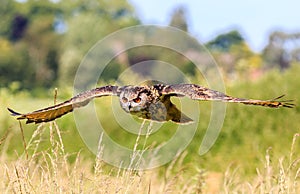 Low Flying Eagle Owl