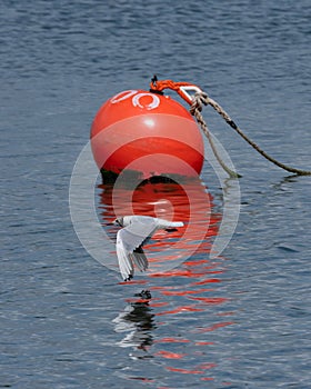 Low flying Gull with contrasting vivid mooring buoy