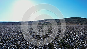 Low Forward Day Aerial View of Large Cotton Field