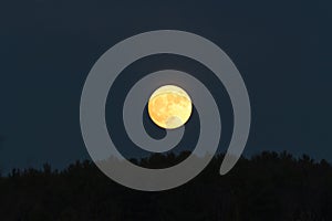 Low golden moon in the dark sky just above the tree line