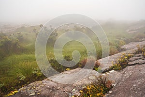 Low grass and bushes growing over terrain with large round stones, mist at background. Typical landscape seen during trek to Pic