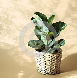 Low green ficus lyrate in a cache-pot on beige background