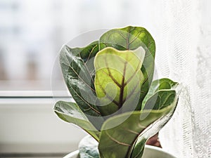 Low green ficus lyrate in a cache-pot on the windowsill. Copy space