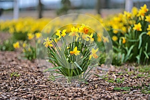 Low ground view of bunch of spring yellow daffodil Narcissus flowers growing in ground mulched with wood chips and shredded leav