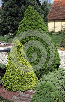 Low growing ornamental conifers photo