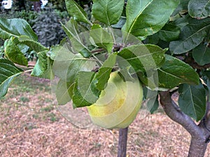 Low hanging apple on a branch