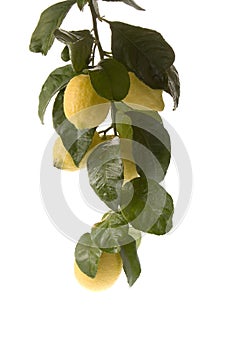 Low hanging cluster of lemons