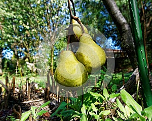 Low hanging fruit are the easiest to reach and pick. The first to go from the tree photo