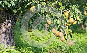 Low-hanging fruit in an orchard photo