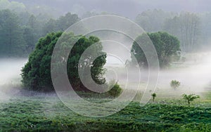 Low hanging mist around trees over grass on early foggy morning in the fields. Mysterious atmosphere in nature landscape