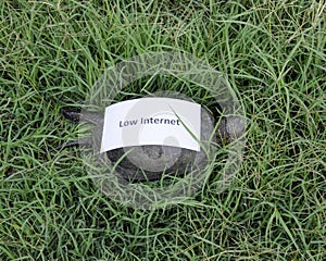 Low internet. A bad internet symbol. Low download speed. Slow internet. Ordinary river tortoise of temperate latitudes. The tortoi