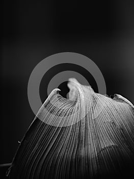 Low key black and white image of a leaf with grey shades and parallel venation