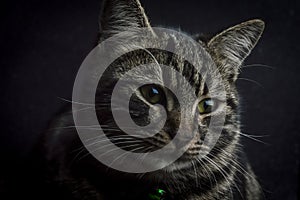 Low key close up portrait of a young grey tabby cat with green eyes and green collar with a bell