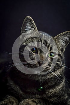 Low key close up portrait of a young grey tabby cat with green eyes and green collar with a bell
