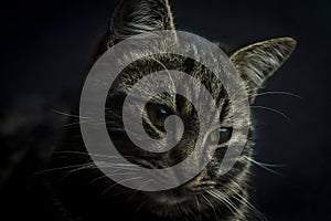 Low key close up portrait of a young grey tabby cat with green eyes and green collar with a bell