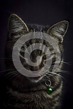Low key close up portrait of a young grey tabby cat with green eyes with its tongue out of the mouth