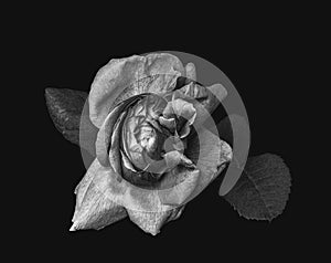 Low key dark monochrome rose blossom and leaves vintage painting style macro with detailed texture on black background