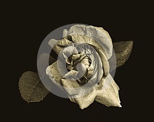 Low key dark monochrome rose blossom vintage painting style macro