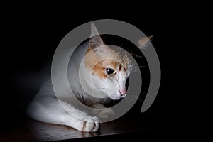 Low key of female pet cat portrait