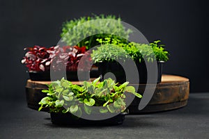 Low key photo of sorrel, amaranth, pea and coriander microgreens sprouts in trays