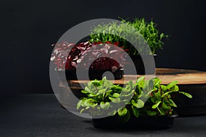 Low key photo of sorrel, amaranth and pea microgreens sprouts in trays