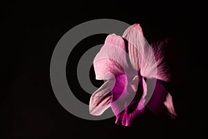 Low key photo of Vanda orchid, violet orchid, macro orchid, closeup orchids, orchid with pollens